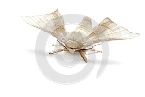 Butterfly white of silkworm silk worm isolated photo