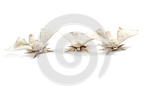 Butterfly white of silkworm silk worm isolated