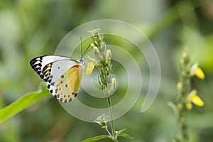 Butterfly with white and yellow wings and black dots on yellow flower, seen in Botswana, Africa