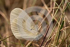 Butterfly Whitefish pea, Latin Leptidea sinapis