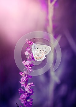 Butterfly on the wild flower