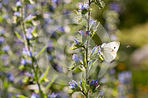 Butterfly on wild flower