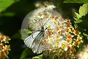 Butterfly. Wild flower.