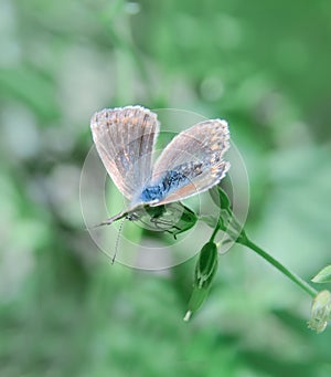 Butterfly on a wild flower. Light green background emphasizes vegetation