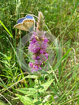 Butterfly on wild flower at the meadow