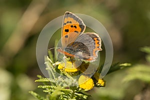 Butterfly on a wild flower in the summer