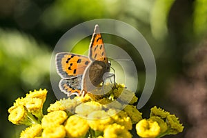 Butterfly on a wild flower in the summer