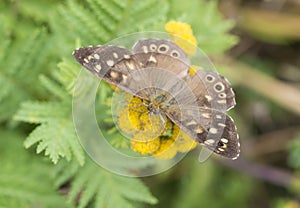 Butterfly on a wild flower in the summer