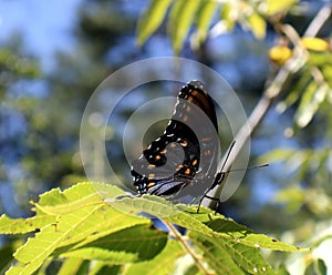 Butterfly on a Wild Grapevine