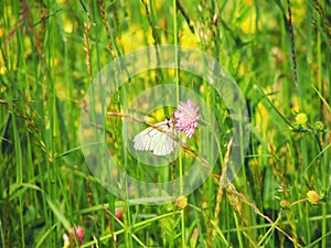 Butterfly on wild umbala flowers