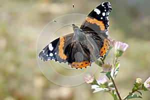 Butterfly on wildflower