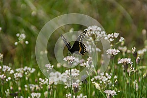 Butterfly and wildflowers in Enchanted Rock State Natural Area, Texas