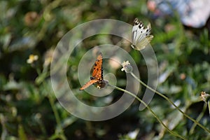 Butterfly,Wildlife,Nature,Chilka Lake,SweetWater, Journey, Simplicity