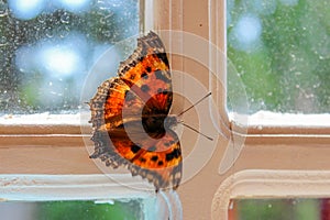 Butterfly on the window close-up, orange with brown spots
