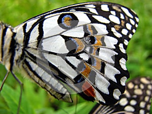 Butterfly Wing