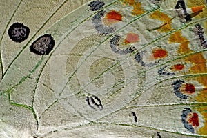 Butterfly wing