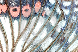 Butterfly wing background