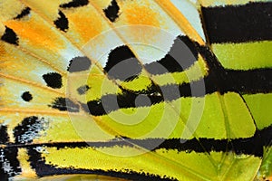 Butterfly wing