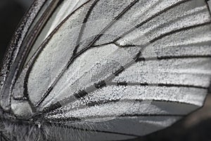 Butterfly wing close up