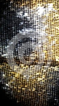 Butterfly wing close up