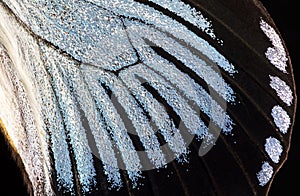 Butterfly wing, close-up