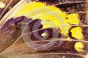 Butterfly wing close up