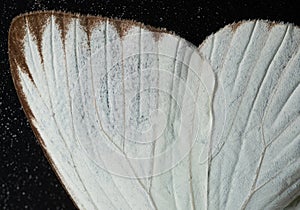 Butterfly wing close up view