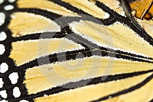 Butterfly wing closeup