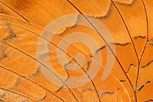 Butterfly wing extreme closeup