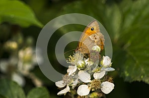 Butterfly wing eye dark