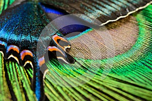 Butterfly wing and feather