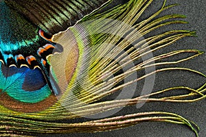 Butterfly wing and feather
