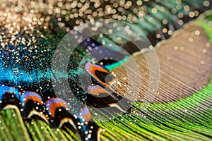 Butterfly wing and feather