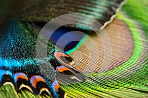 Butterfly wing and feather