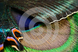 Butterfly wing and feather