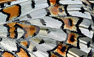 The butterfly wing pattern with beautiful colors