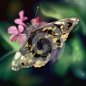 Butterfly Wing Pattern - Digital Painting