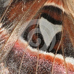 Butterfly wing texture