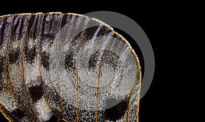 Butterfly wing texture  apollo parnassius butterfly wing