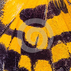 Butterfly wing texture, close up of detail of butterfly wing for