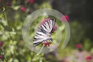 Butterfly wings on  of Alyssum flowers