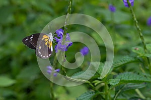 a butterfly with wings and antennae in detail