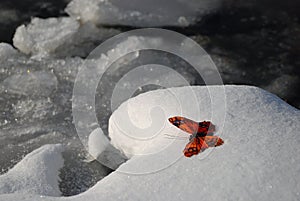 Butterfly in winter photo