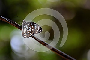 Butterfly on a wire