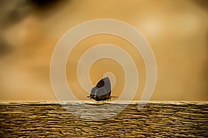 Butterfly on a wood