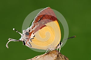 BUTTERFLY ON WOOD, Charana mandarina