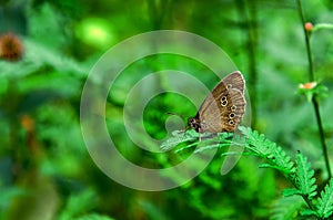 Butterfly Woodland Brown Lopinga achine perched in leaves