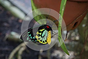 Butterfly World, Florida