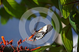 Butterfly World, Florida photo