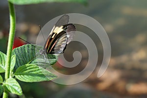 Butterfly World, Florida photo